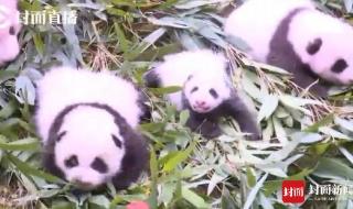 3只新生熊猫幼仔亮相 3只新生熊猫幼仔亮相