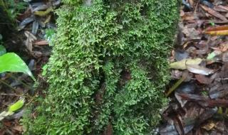 洛克王国的高黎贡山